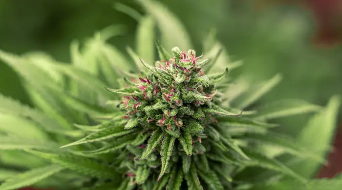 CBD Buds i Sverige - Full guide