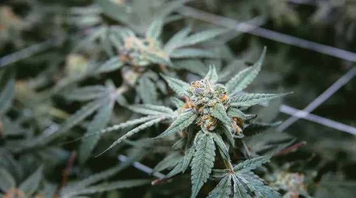 Vad är skillnaden mellan CBD och medicinsk cannabis?
