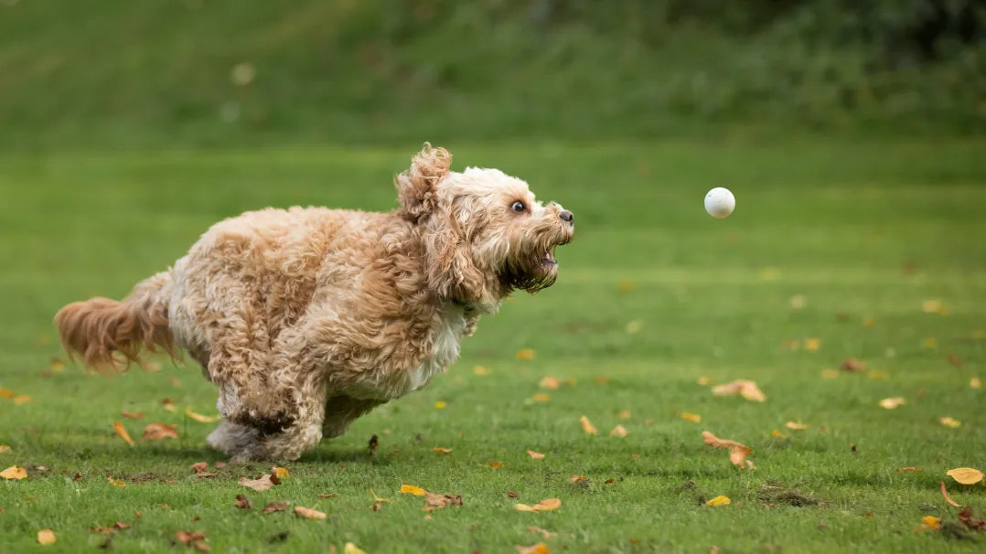 artros hos hund - kan CBD hjälpa?