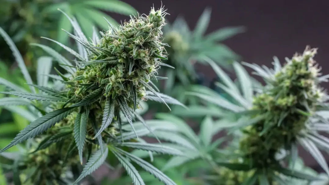 Liposomalt vs micellärt CBD: Vad är skillnaden?