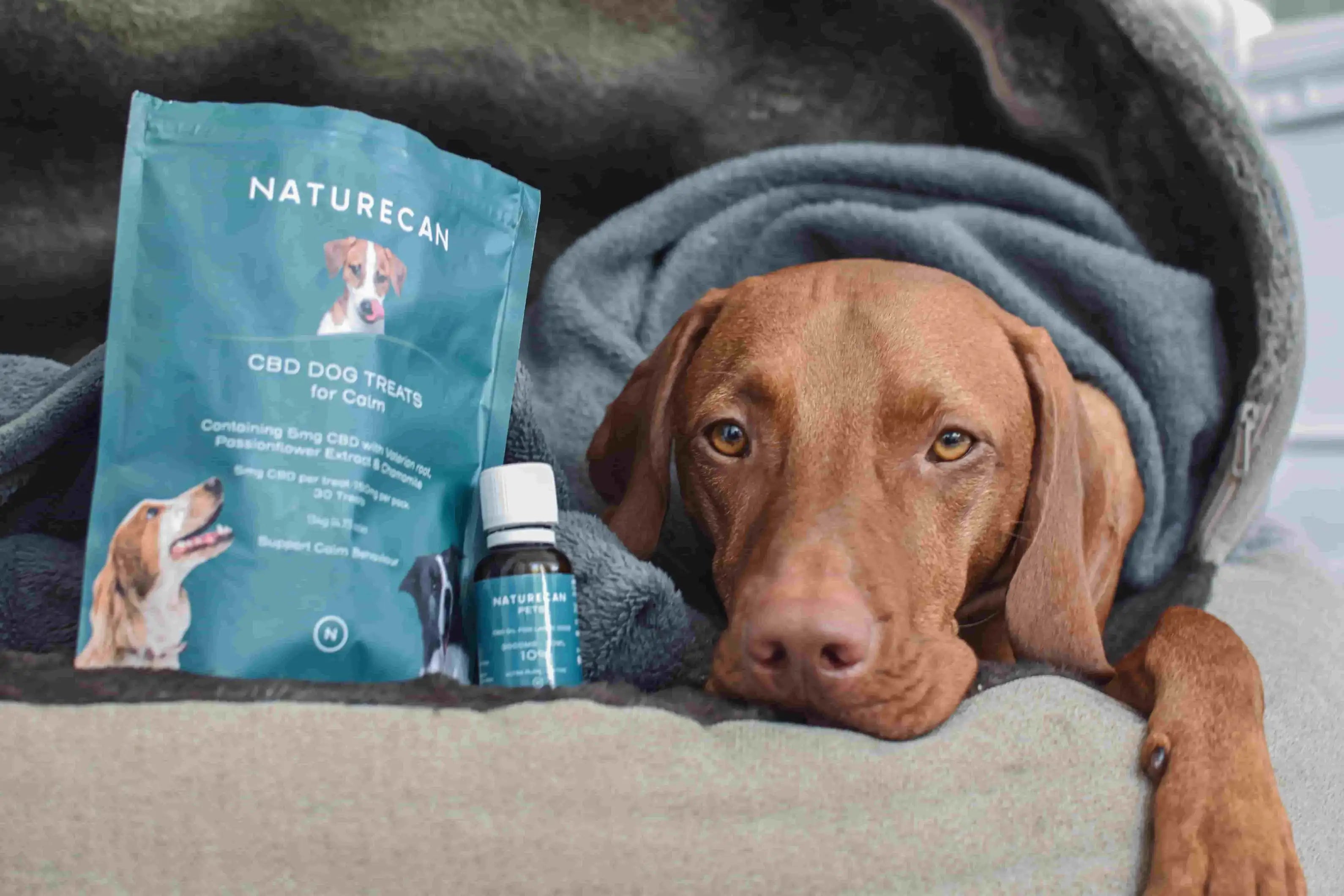 Hund Rädd På Nyår Av Fyverkerier