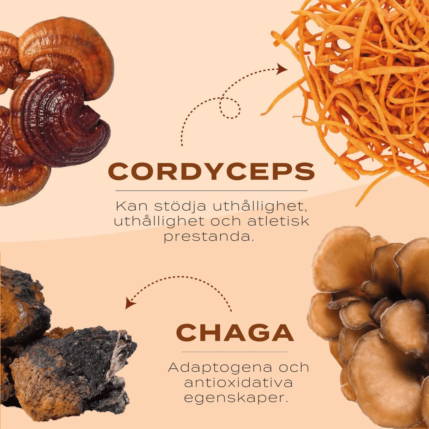 chaga svamp