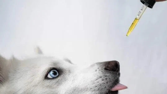 Hälsobloggen-ÄR CBD SÄKER FÖR DINA DJUR?