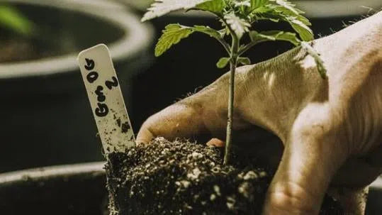 Hälsobloggen-VAD ÄR TERPENER?