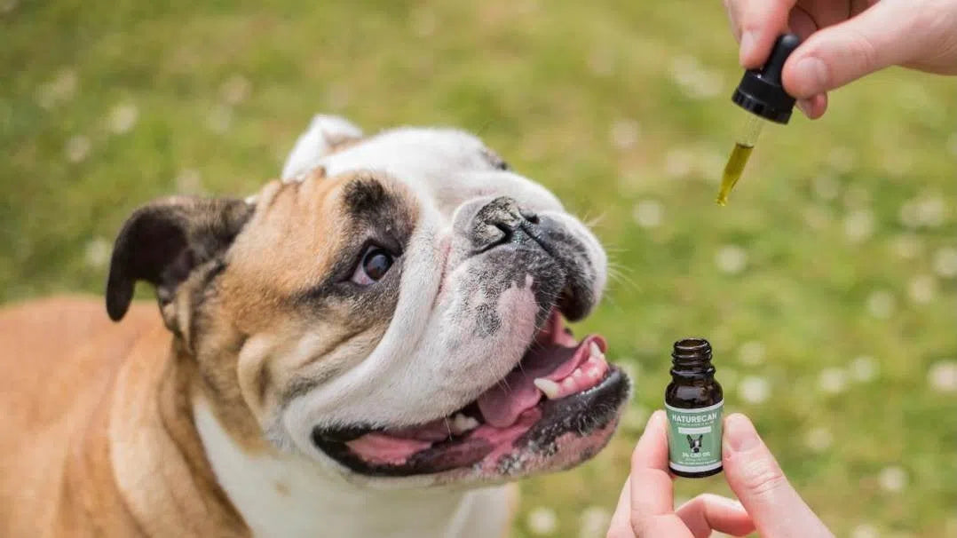 Hälsobloggen-CBD FÖR DIN HUND: VAD ÄR DET OCH HUR FUNGERAR DET?