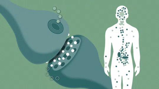 vad är det endocannabinoida systemet?