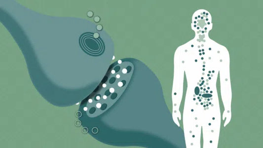 vad är det endocannabinoida systemet?