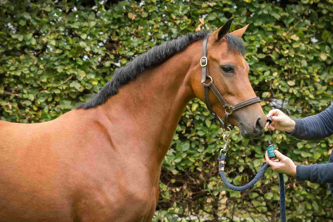 CBD för hästar: Allt du behöver veta