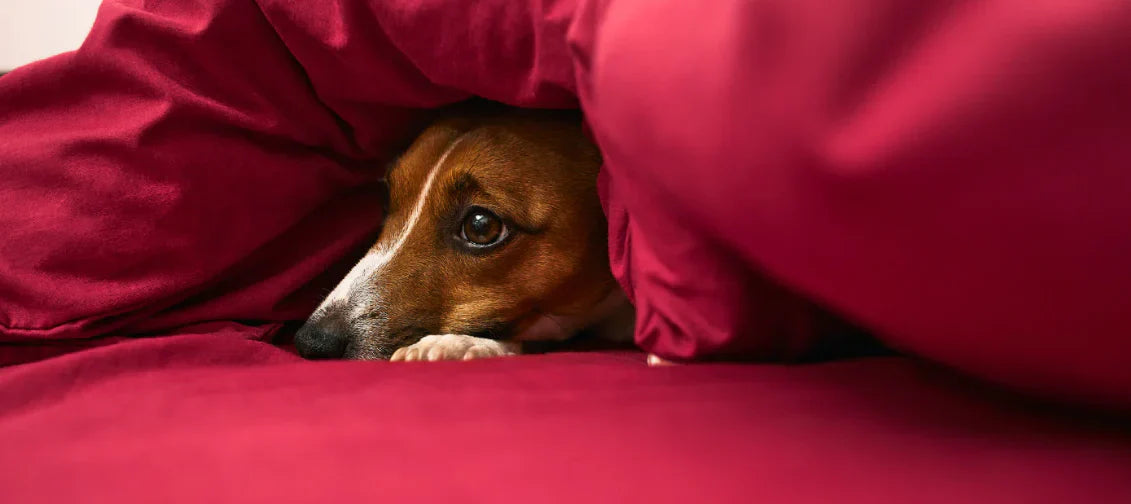 stressad hund