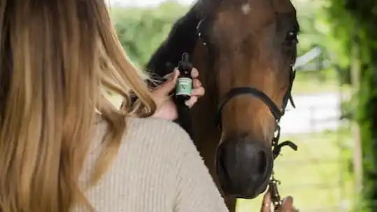 cbd för djur
