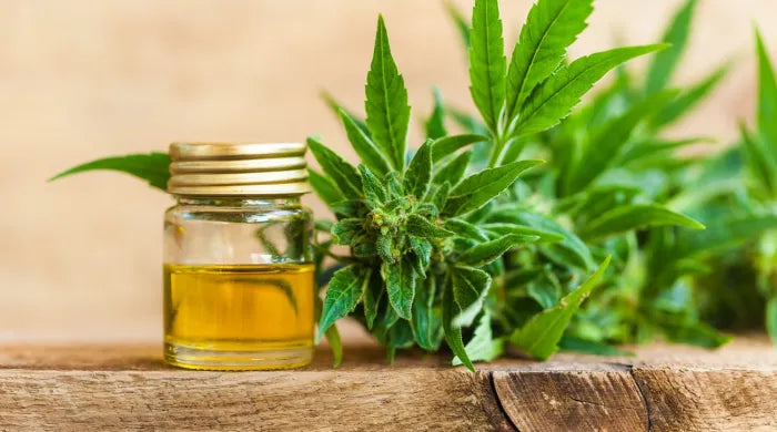 Vilken är den bästa CBD-oljan i Sverige? Full guide