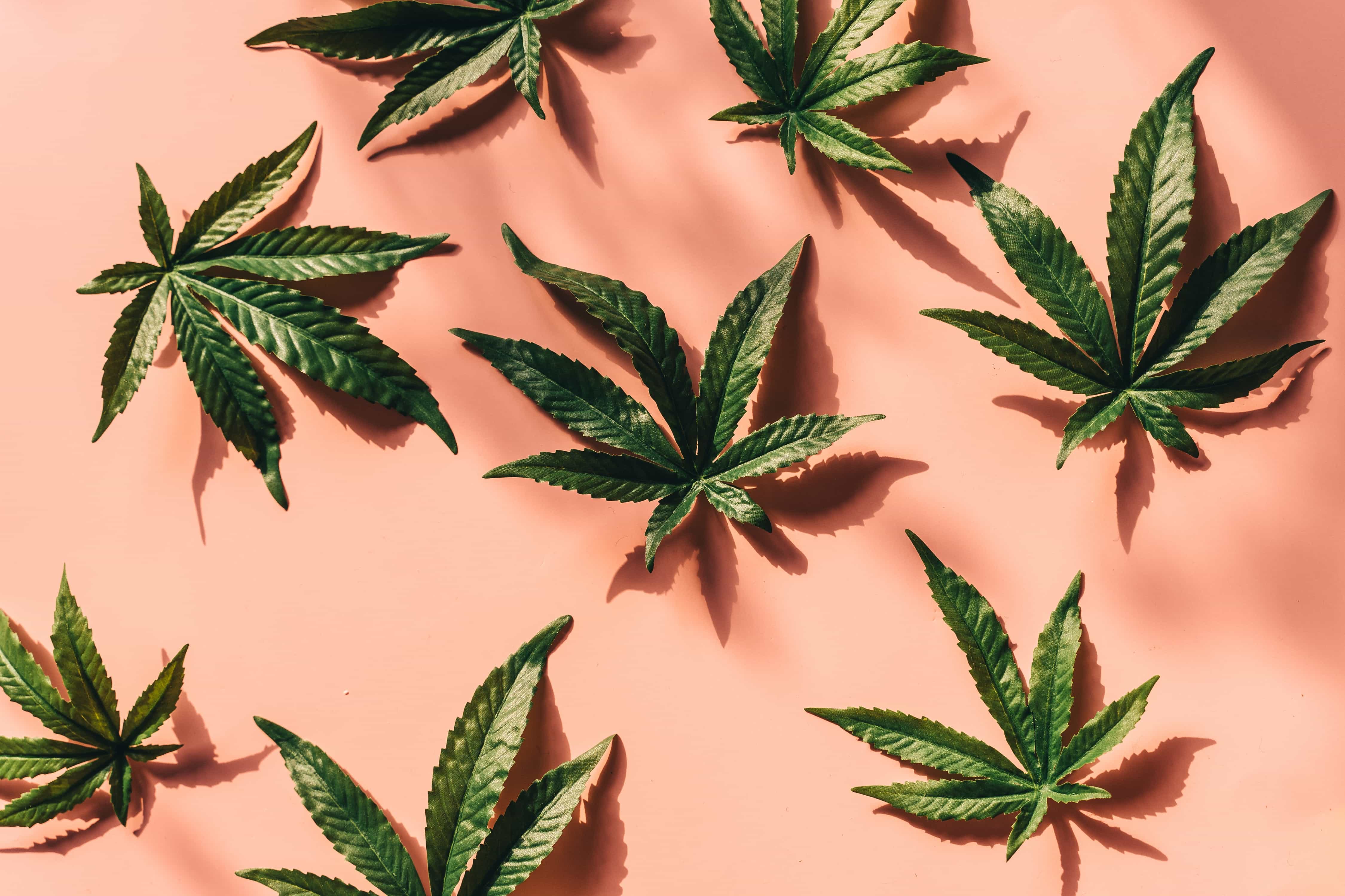 Hur luktar cannabis?