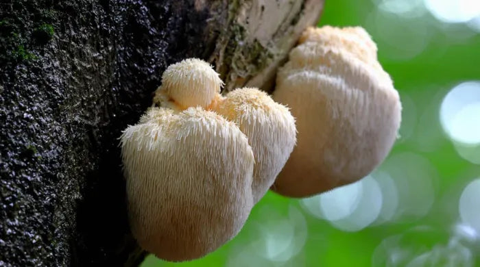 lions mane bra för