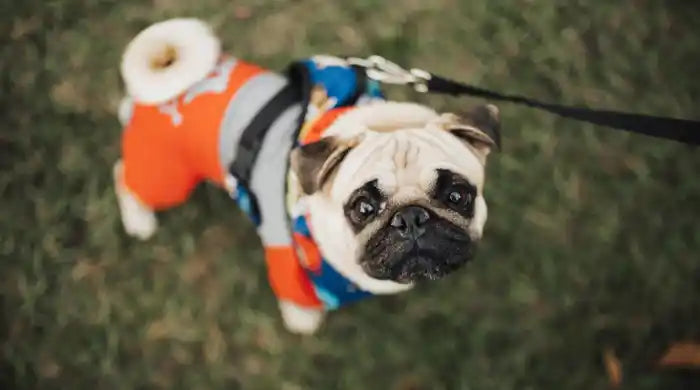 Varför skakar min hund? Vanliga orsaker och lösningar