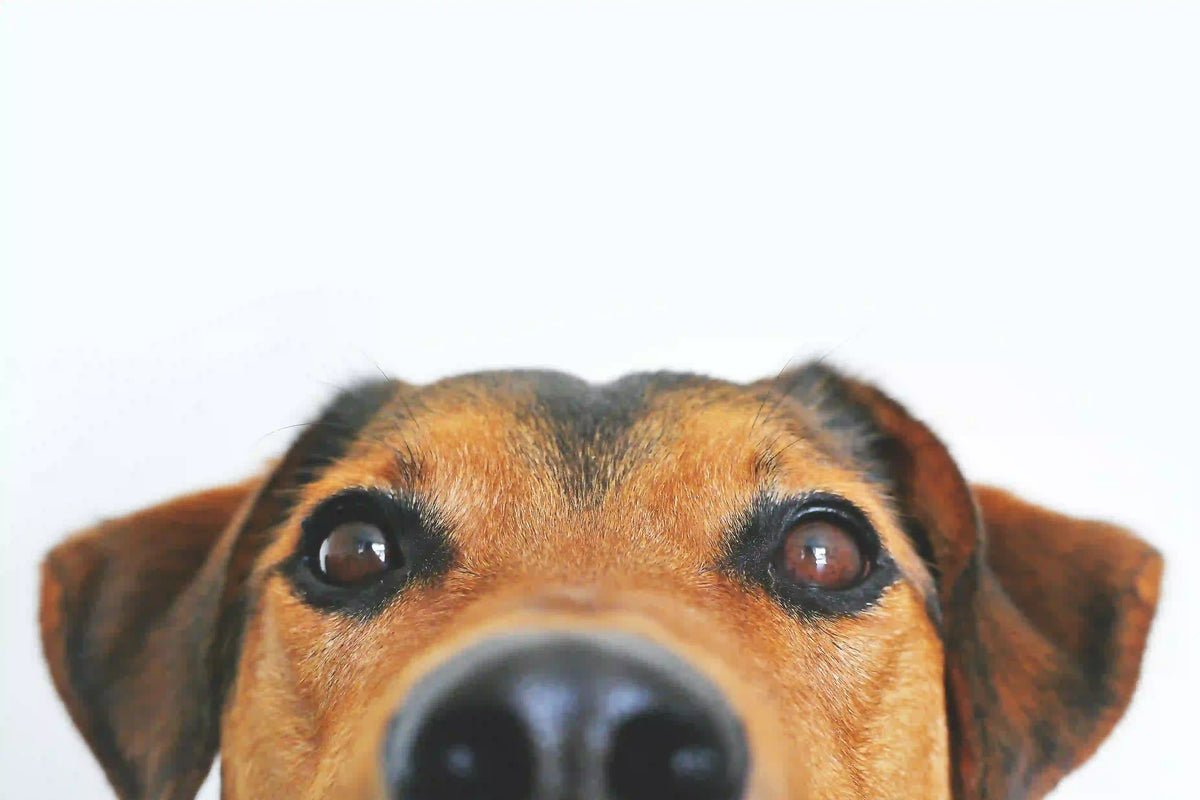 skällande hund