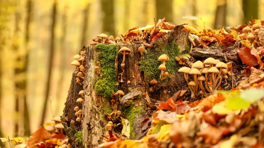 5 svampar du borde veta mer om