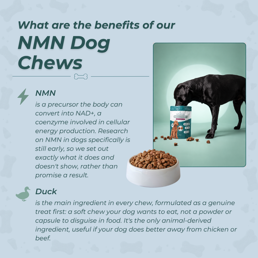 NMN godis för hund