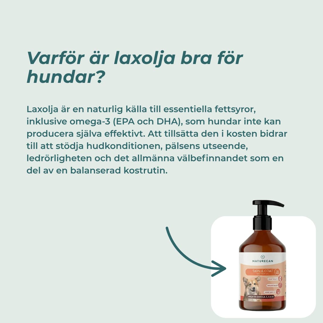 varför är laxolja bra för hundar?