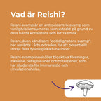 vad är reishi?