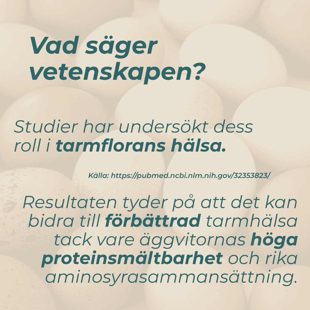 Ägg protein och tarmhälsa