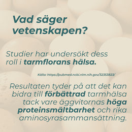 Ägg protein och tarmhälsa