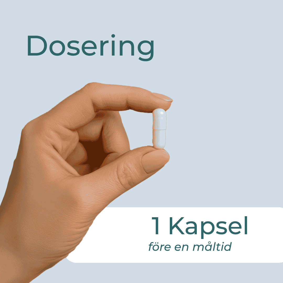 dosering av Svartkumminolja 