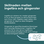 ingefära mot illamående