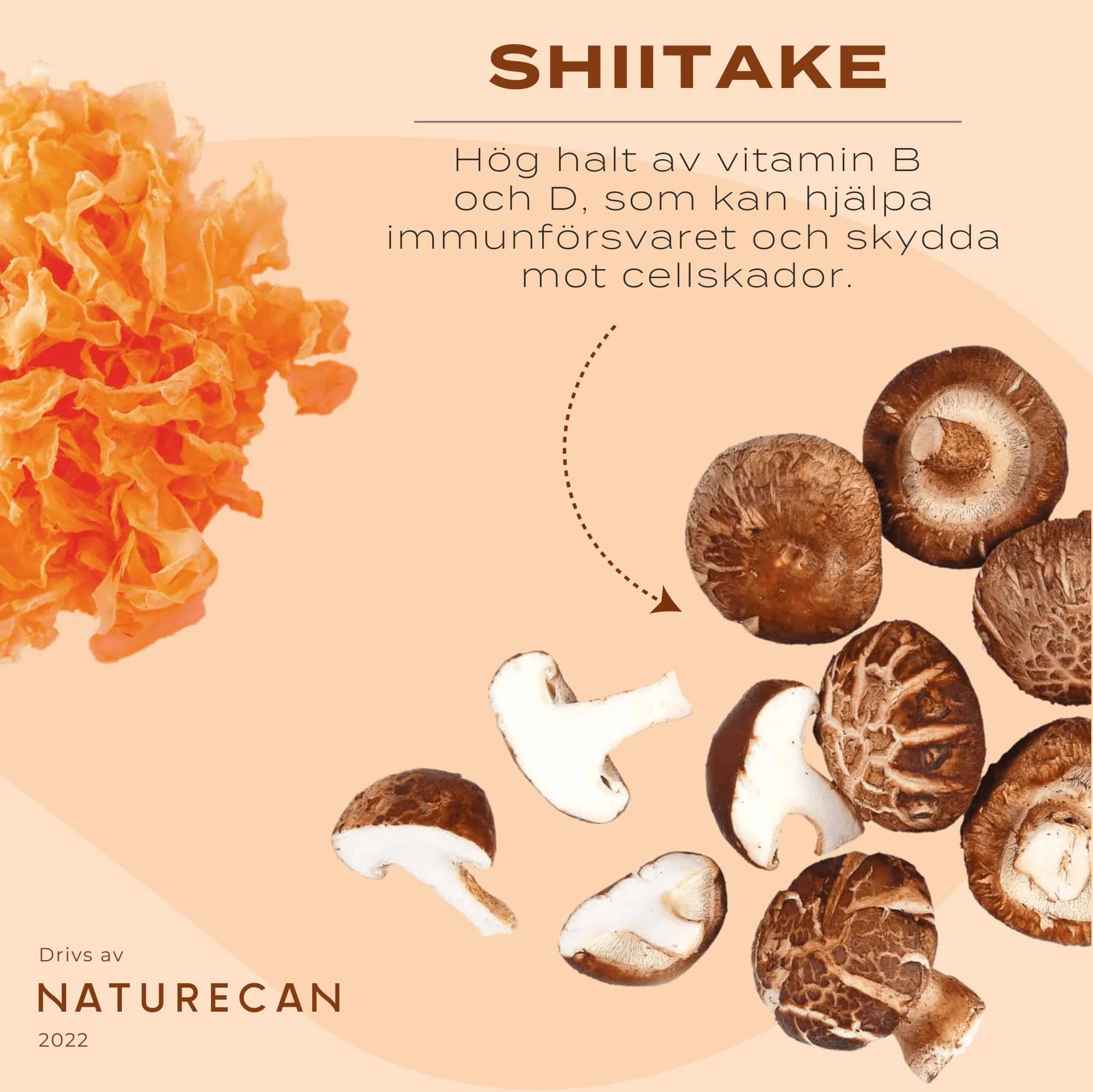 shiitake
